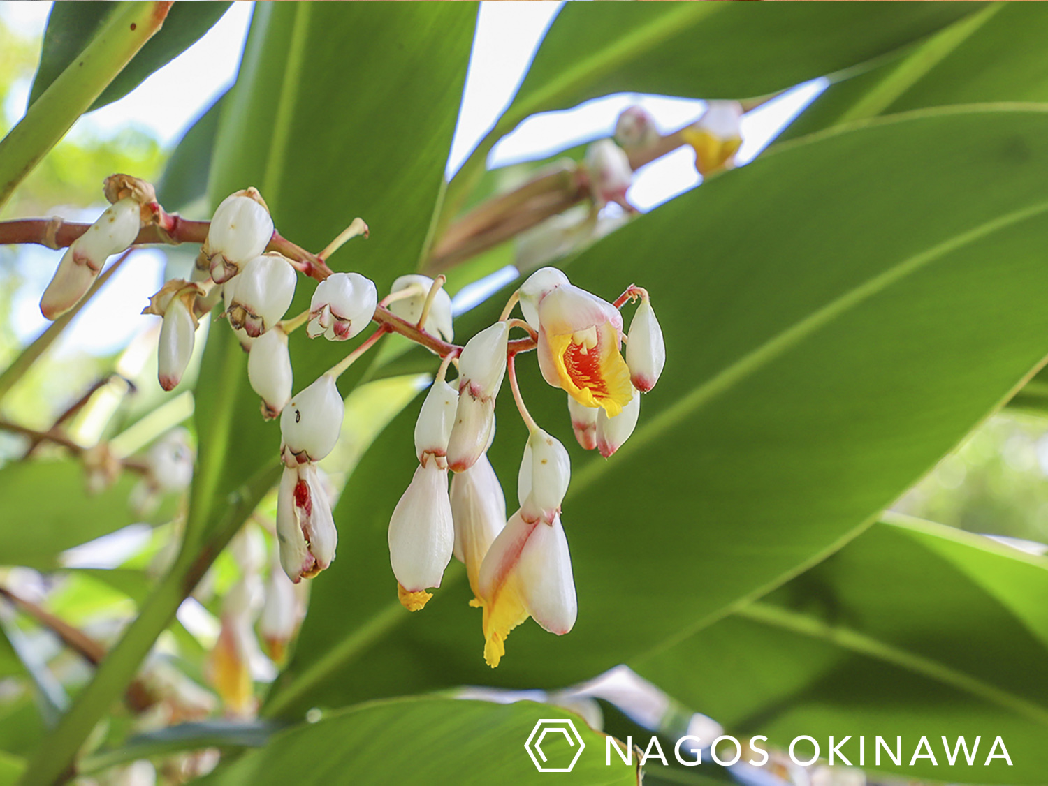 22年1月10日は ムーチーの日 Nagosブログ Nagos Okinawa Web Magazine